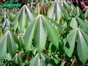 "Cassava" Image Credit: Farkomer