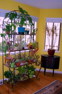 Houseplants by FarOutFlora