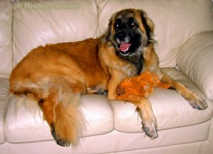 Nells the Couch Potato by Heather Morrison